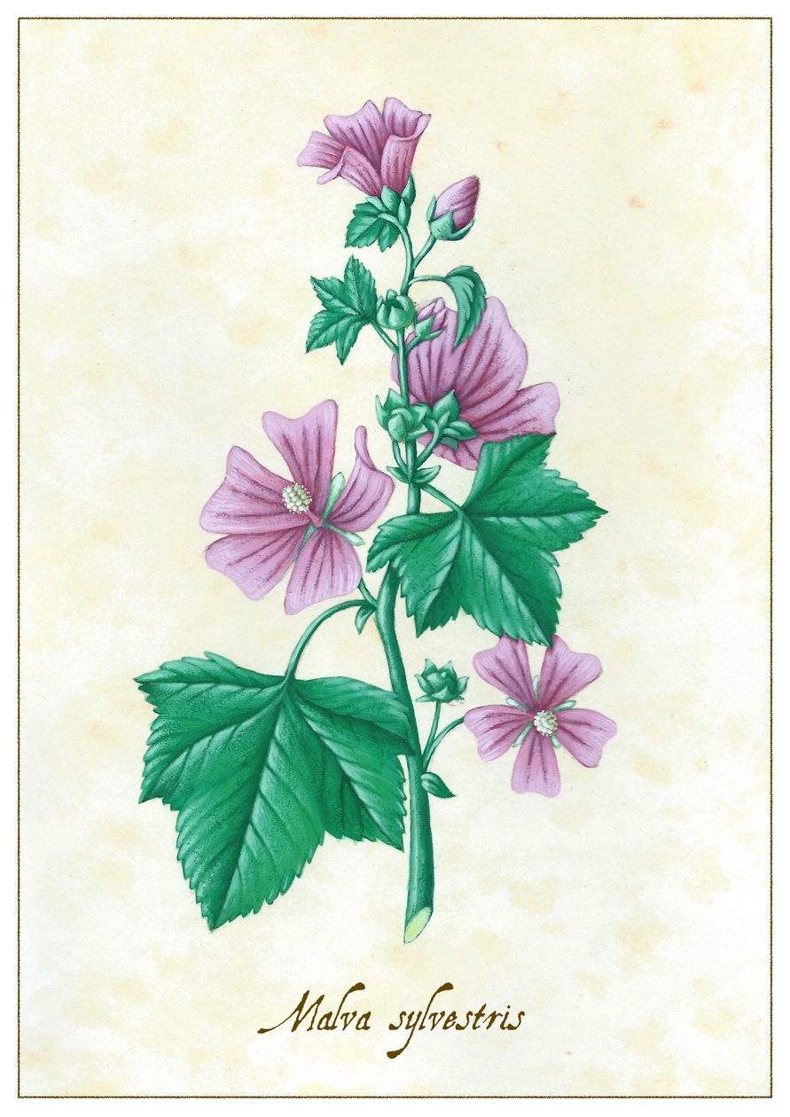Malva sylvestris, 2015 (guassi) tekijältä Annalisa Morrocco