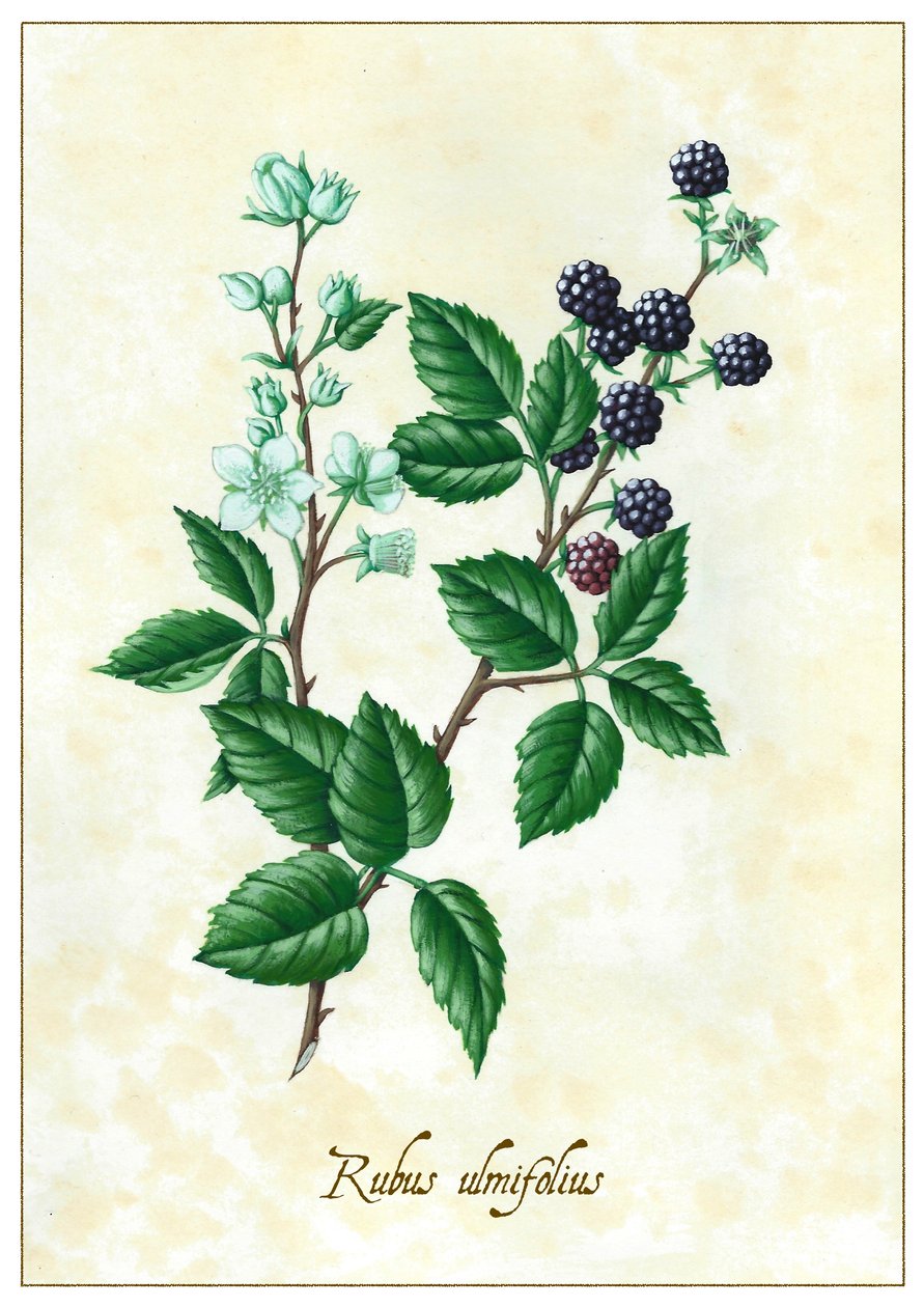 Rubus ulmifolius, 2015 (guassi) tekijältä Annalisa Morrocco