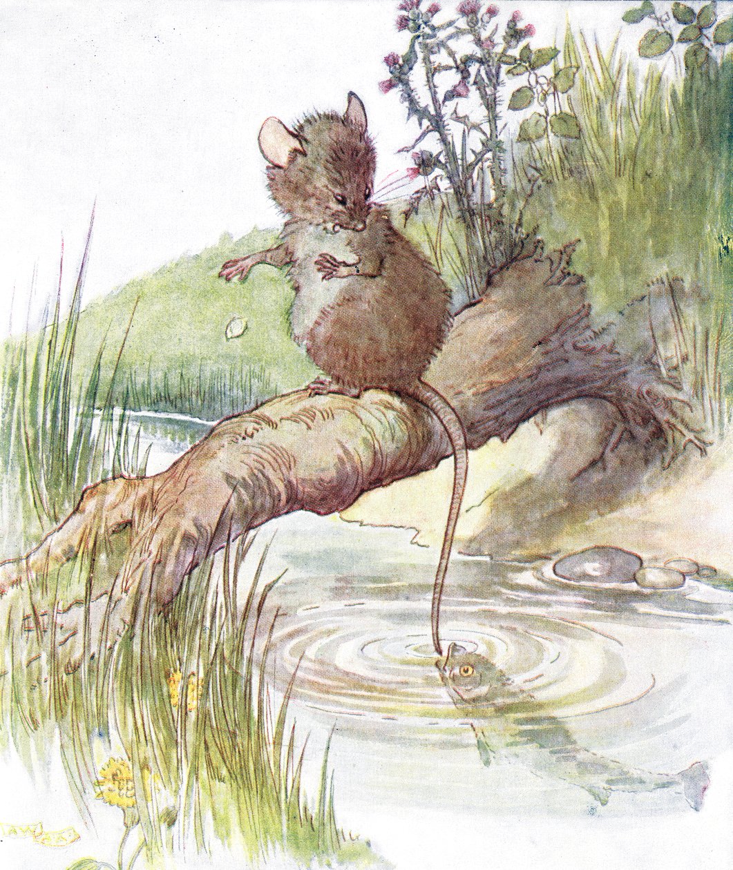 "Kala tuli ja antoi sille terävän nipistyksen", kuvitus kirjasta "The Mischievious Mousie Book", jonka julkaisi Thomas Nelson und Sons, 1920-luku. tekijältä Anne Anderson