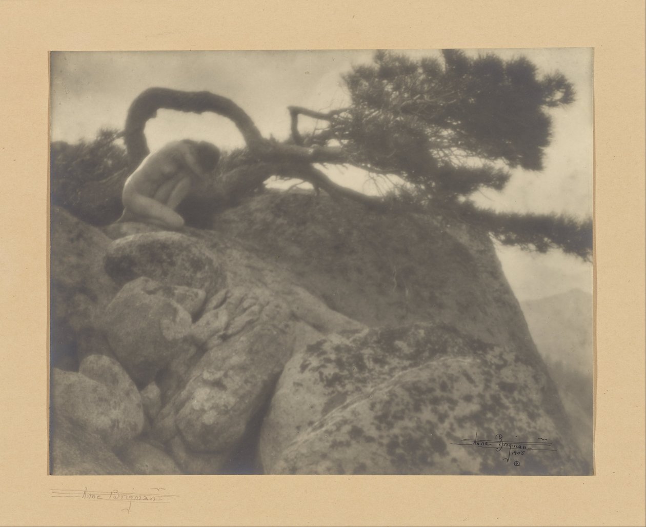 Yksinäinen mänty tekijältä Anne W. Brigman