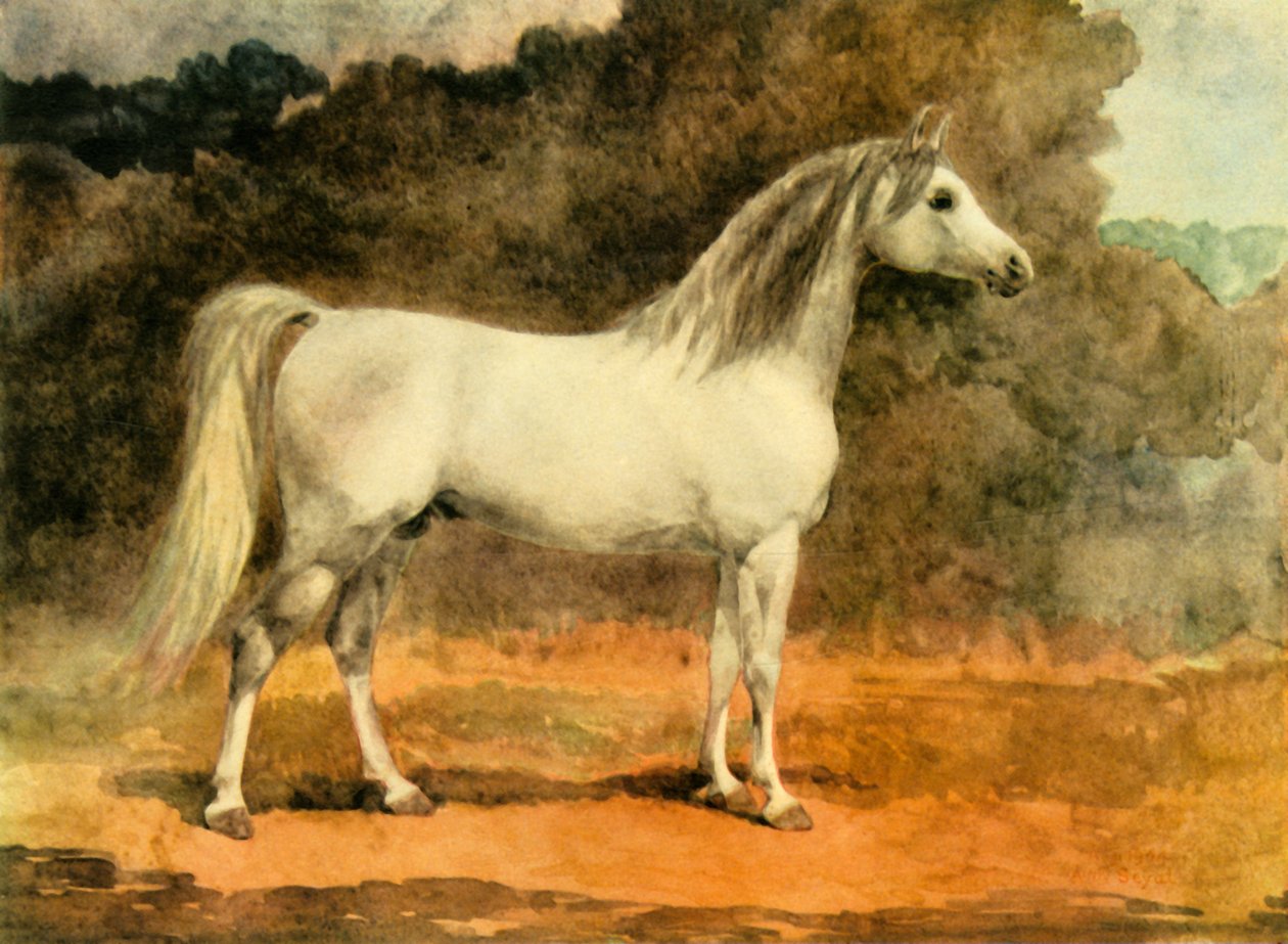 "Kuuluisa arabialainen ori", 1870-luku, 1944. tekijältä Anne Blunt
