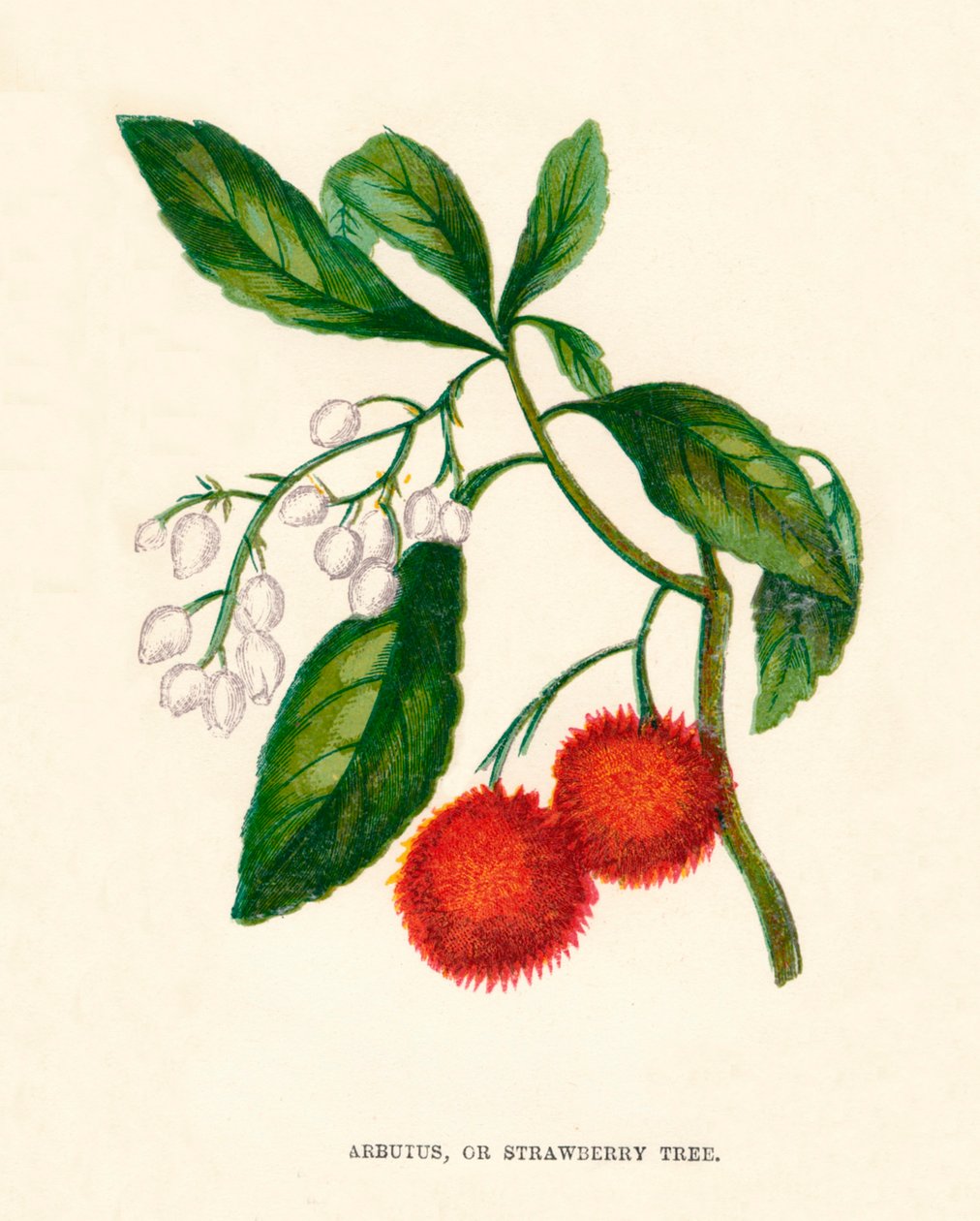Arbutus eli mansikkapuu, c1891, 1891 tekijältä Anne Pratt