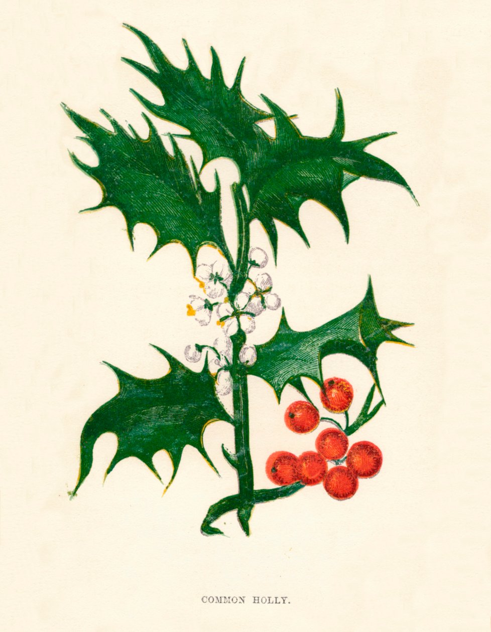 Common Holly, c1891, 1891 tekijältä Anne Pratt