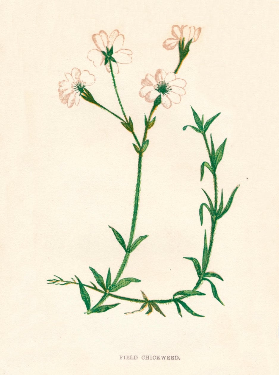 Field Chickweed, c1891, 1891 tekijältä Anne Pratt