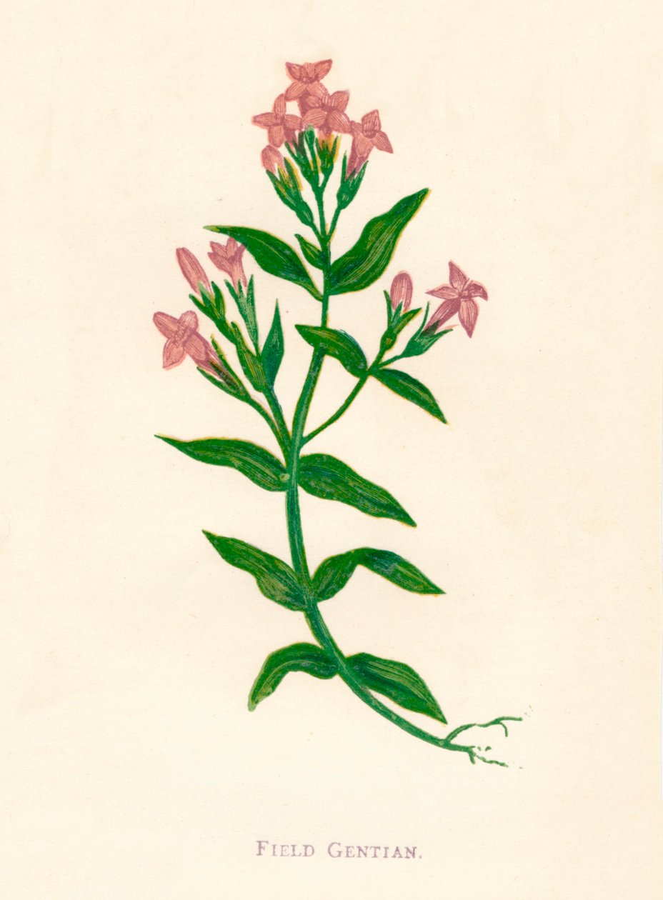 Field Gentian, c1891, 1891 tekijältä Anne Pratt