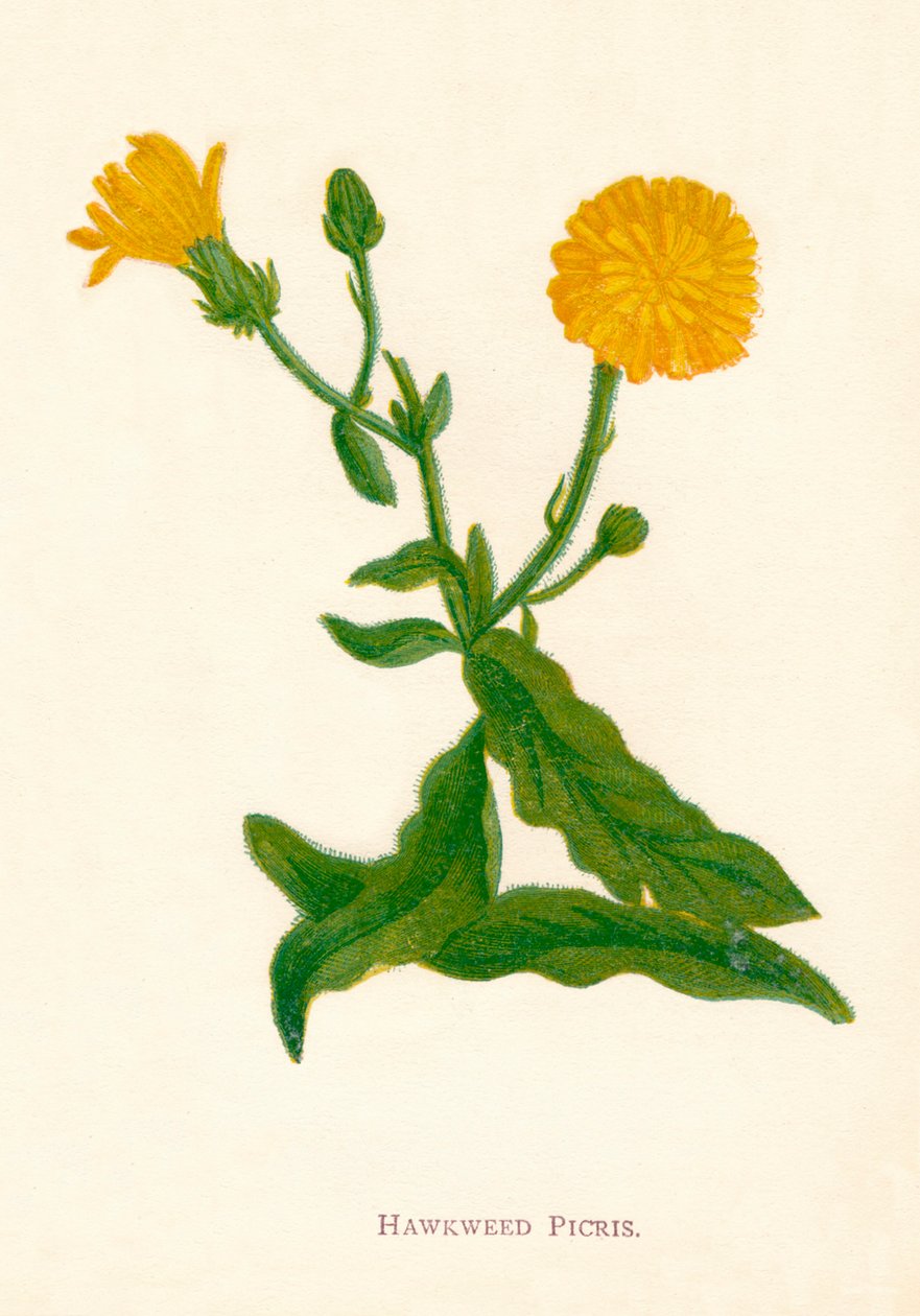 Hawkweed Picris, c1891, 1891 tekijältä Anne Pratt