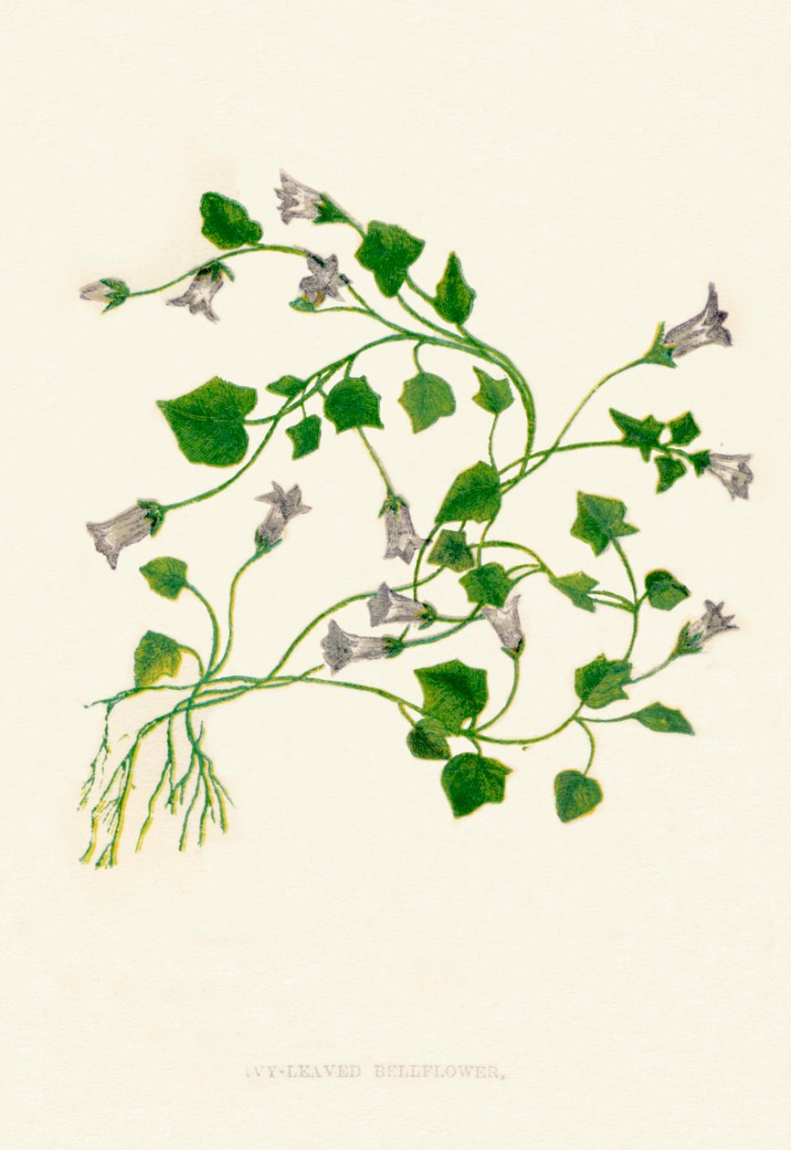 Ivy-Leaved Bellflower, c1891, 1891 tekijältä Anne Pratt