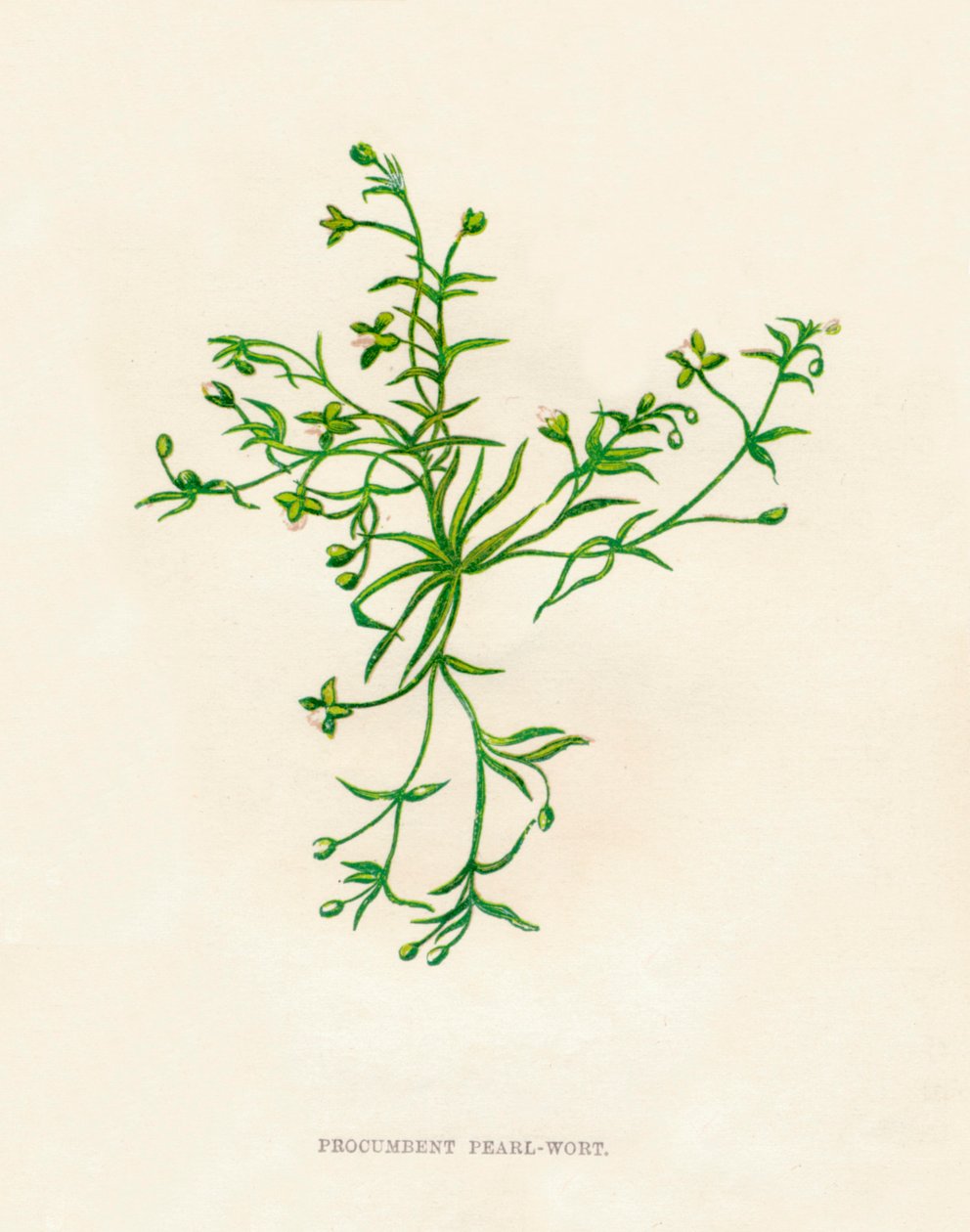 Procumbent Pearl-Wort, c1891, 1891 tekijältä Anne Pratt