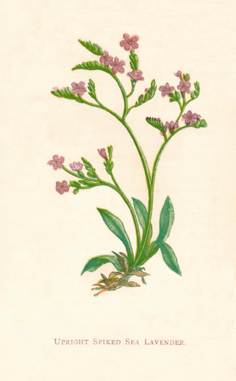 Upright Spiked Sea Lavender, c1891, 1891 tekijältä Anne Pratt