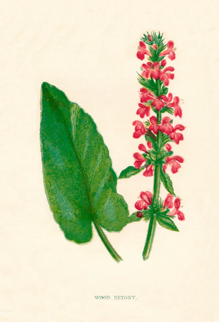Wood Betony, c1891, 1891 tekijältä Anne Pratt