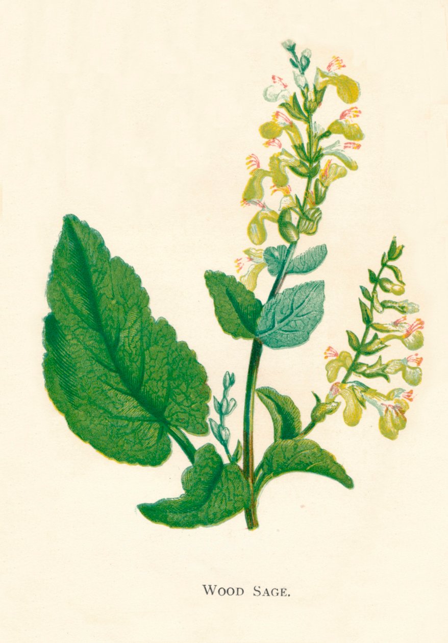Wood Sage, c1891, 1891 tekijältä Anne Pratt