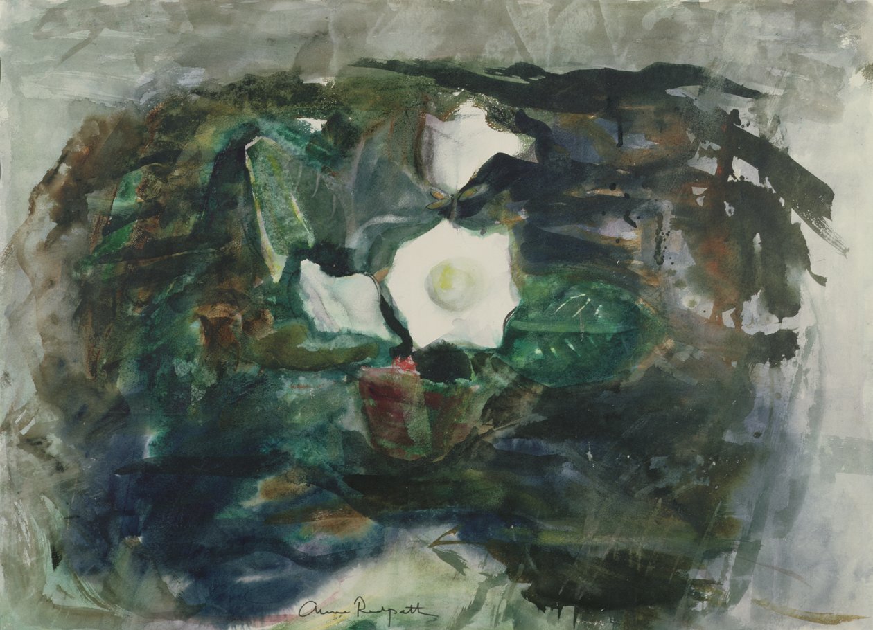 Valkoinen gloxinia tekijältä Anne Redpath