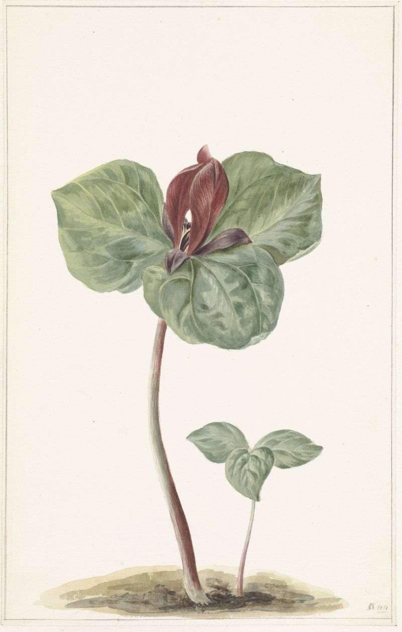 Trillium tekijältä Anonymous