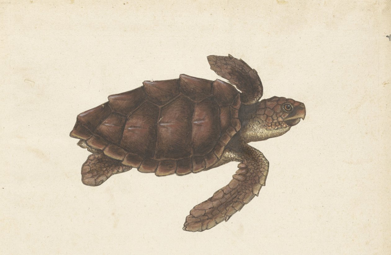 Zeeschildpad Tortugas - Eretmochelys imbricata / Hawksbill Turtle / karetschildpad (otsikko esineessä) Lombard-albumi (sarjan nimi) tekijältä Anonymous
