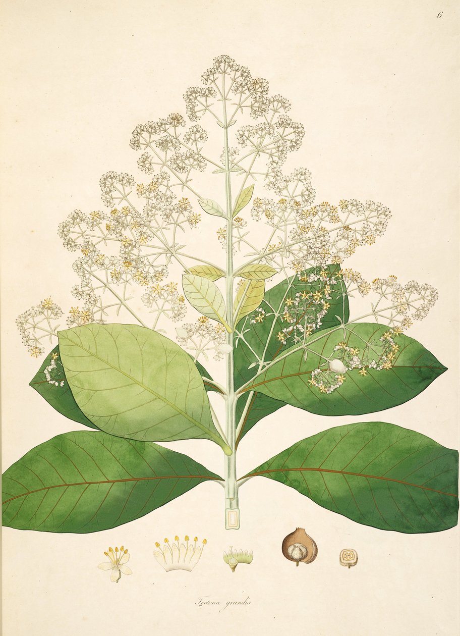 Kuva Tectona grandis, Lamiaceae tekijältä anonymus