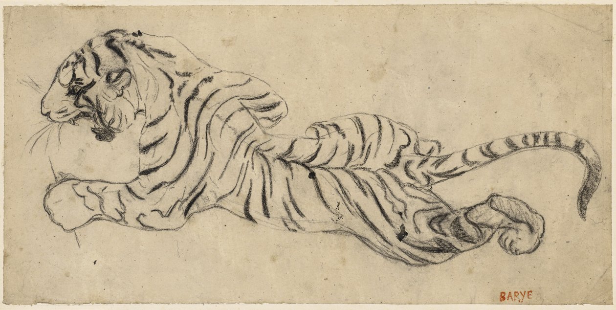 Tigre (Tiger), n. 1835 (musta liitu kuultopaperilla, kiinnitetty taululle) tekijältä Antoine Louis Barye
