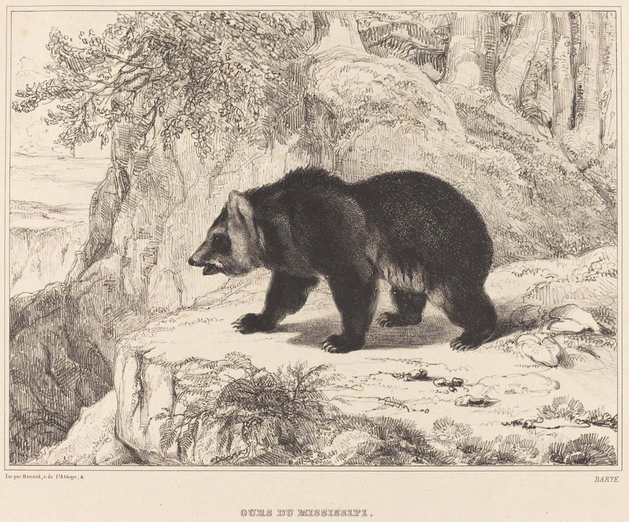 Mississippi Bear, 1836. tekijältä Antoine Louis Barye