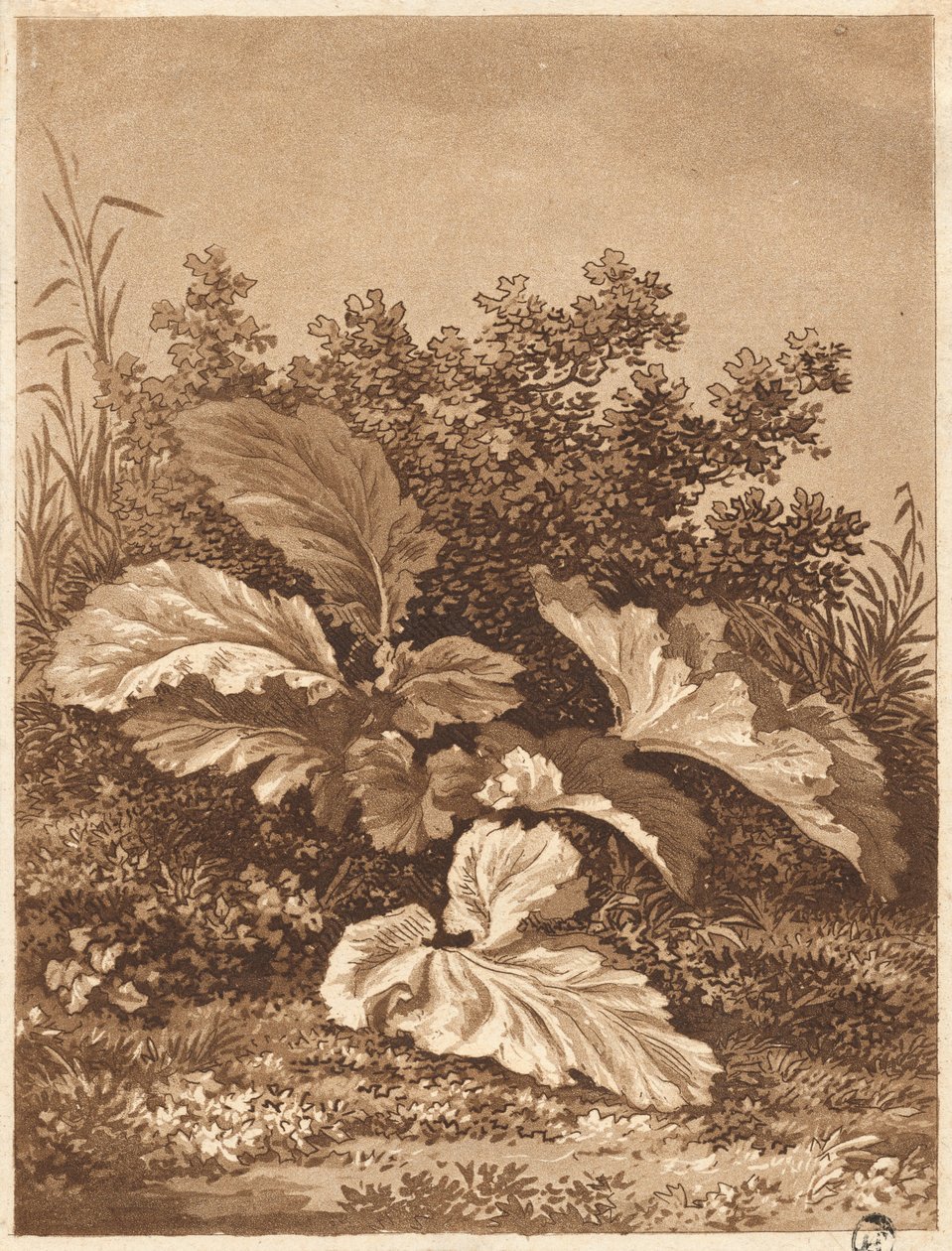 A Study of Leaves, n. 1800. tekijältä Anton Balzer