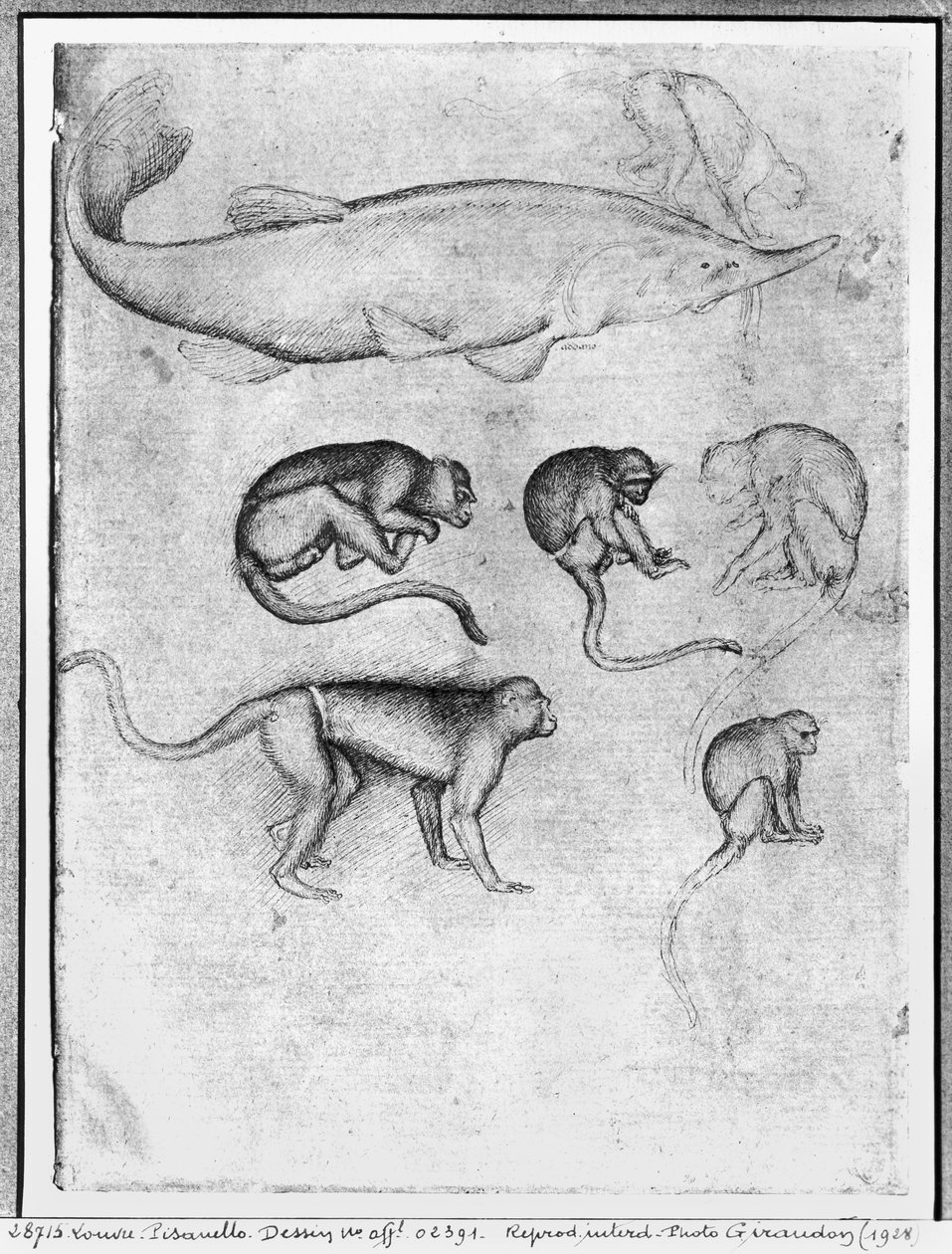 Six Monkeys and a Sturgeon, The Vallardi Albumilta tekijältä Antonio Pisanello