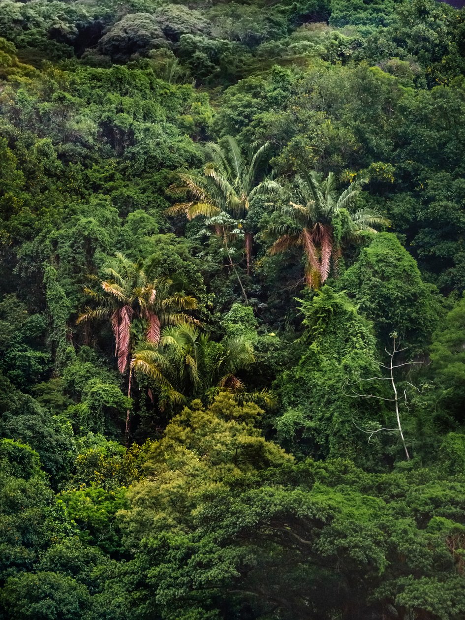 Tijuca Forest XXXII, 2018 (digitaalinen valokuvaus) tekijältä Antonio Schubert