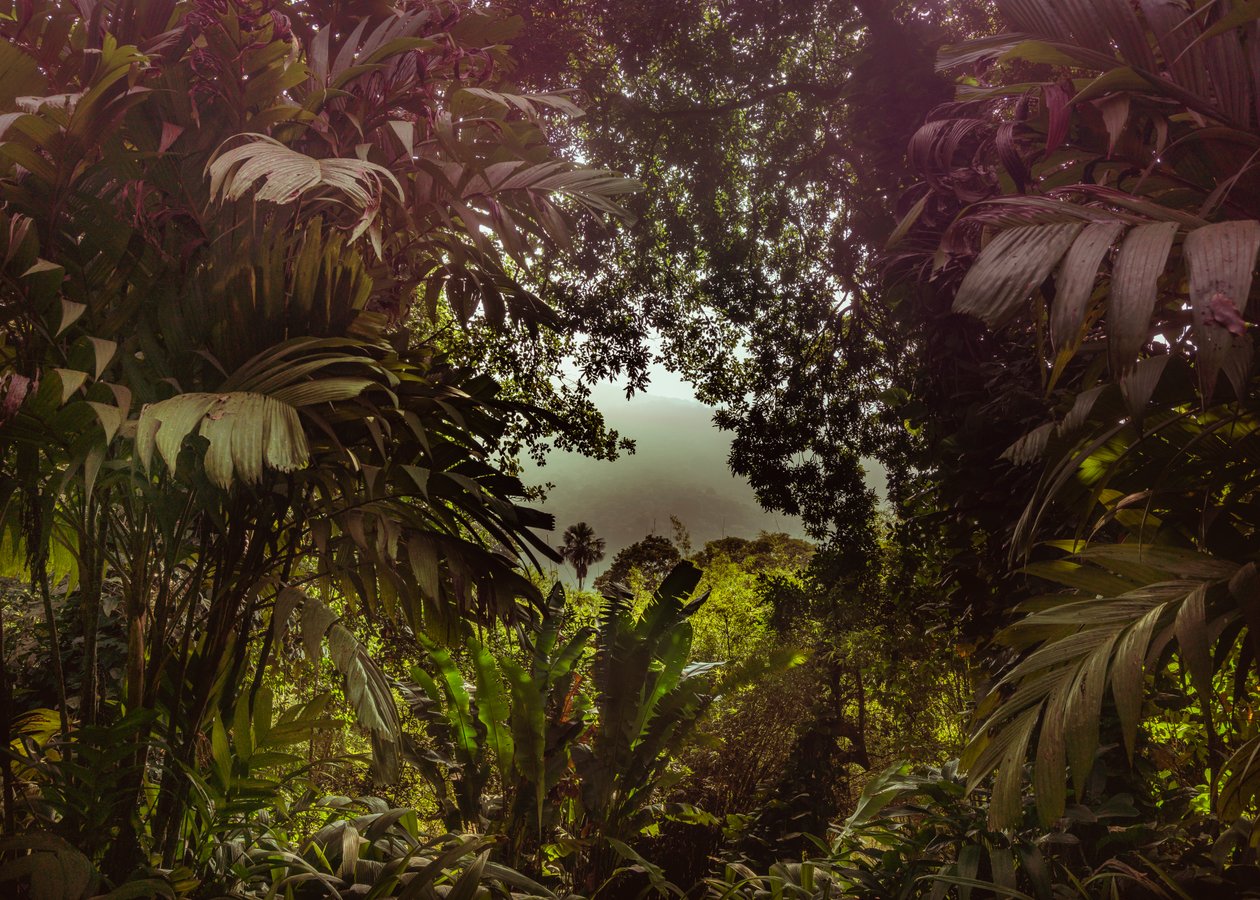 Tijuca Forest XXXVII, 2024 (digitaalinen valokuvaus) tekijältä Antonio Schubert