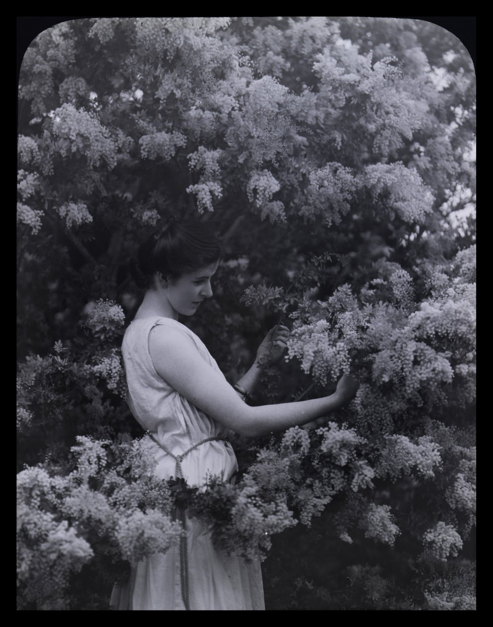 Cootamundra Wattle tekijältä Archibald James Campbell