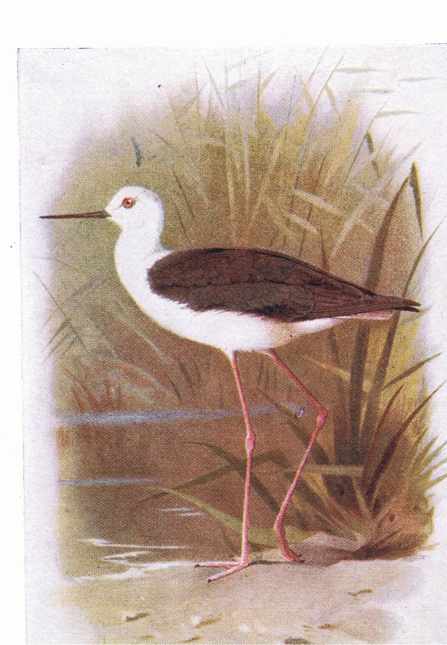 Black Winged Stilt, Birds of the British Isles and Their Eggs, julkaisija Frederick Warne & Co Ltd, 1958 tekijältä Archibald Thorburn