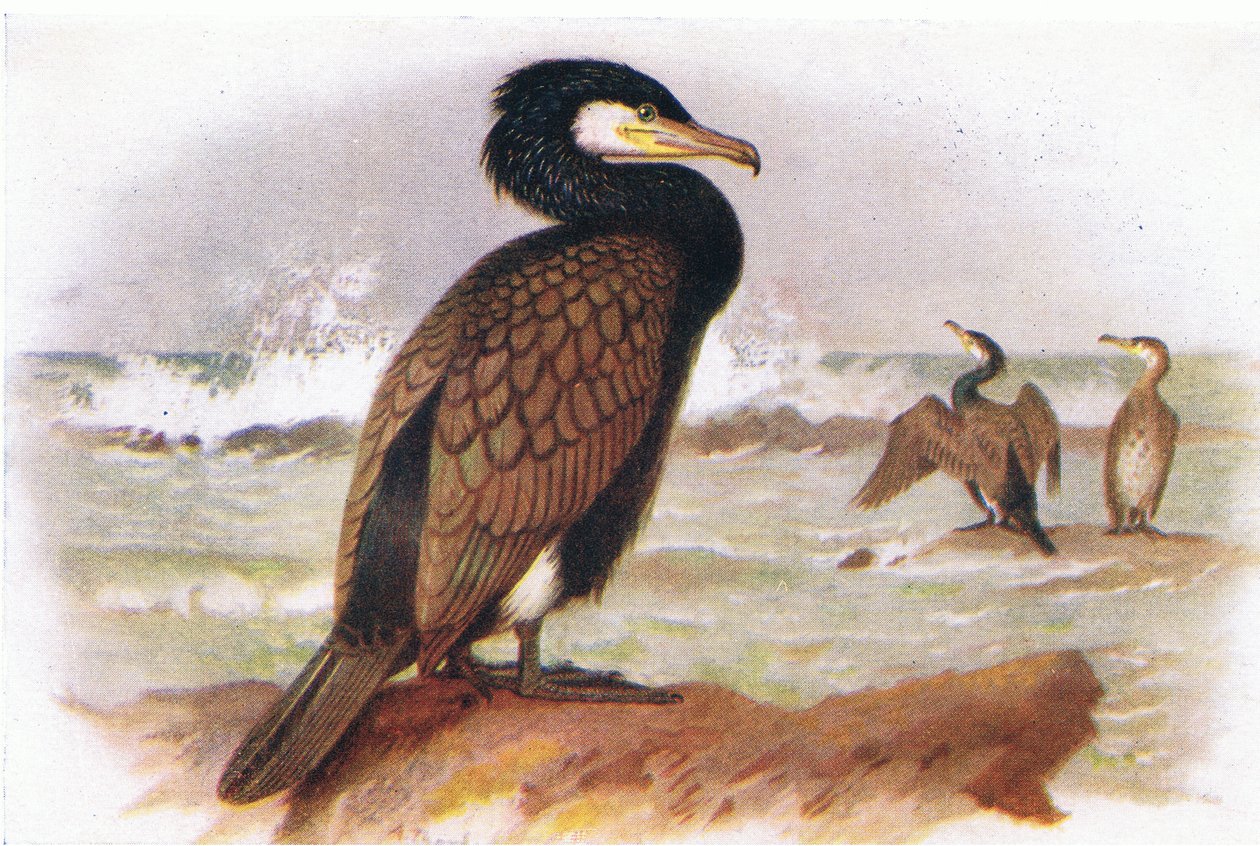 Merimetso tekijältä Archibald Thorburn