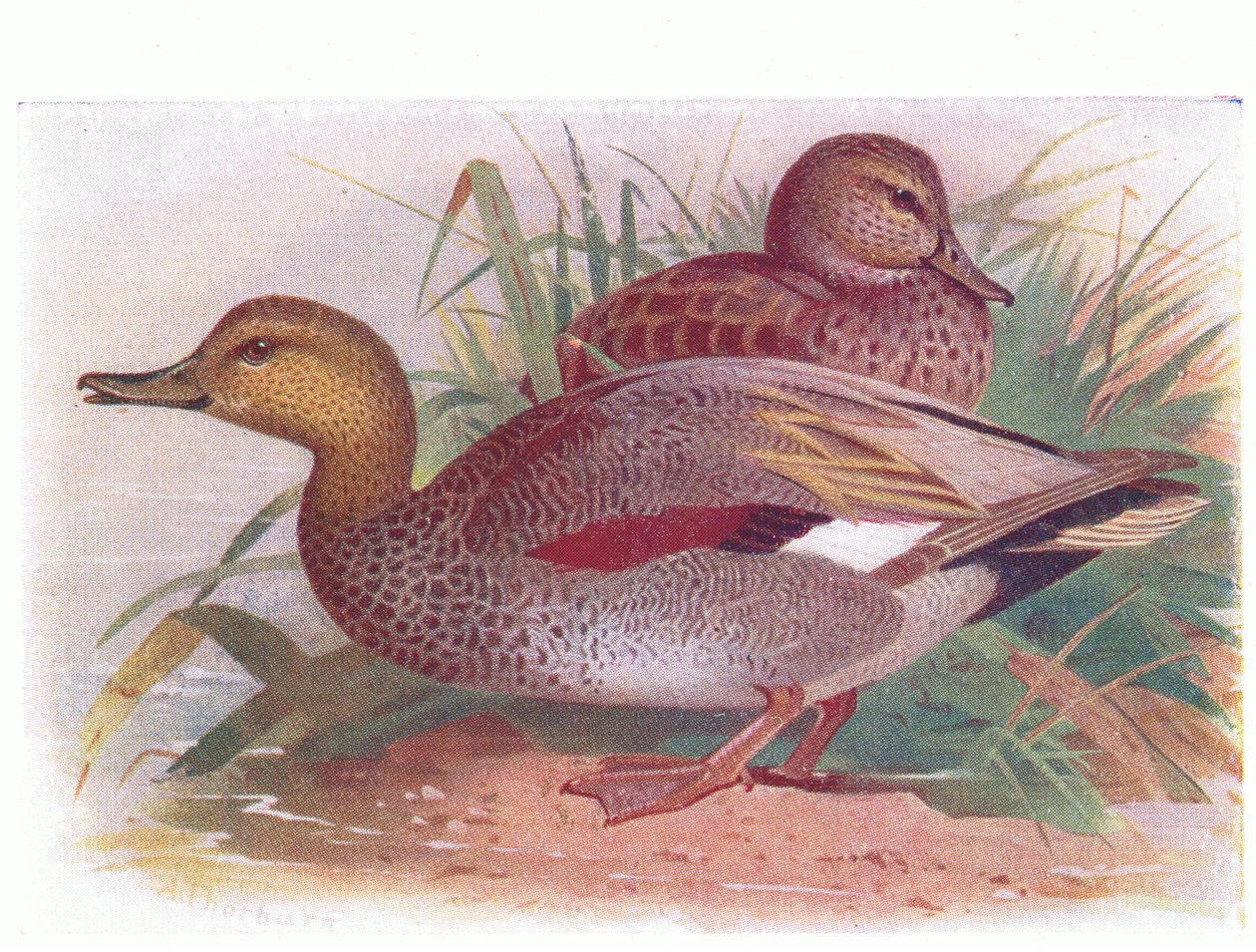 Gadwall tekijältä Archibald Thorburn