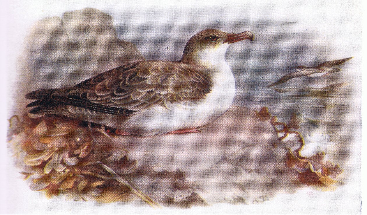 Hieno Shearwater tekijältä Archibald Thorburn
