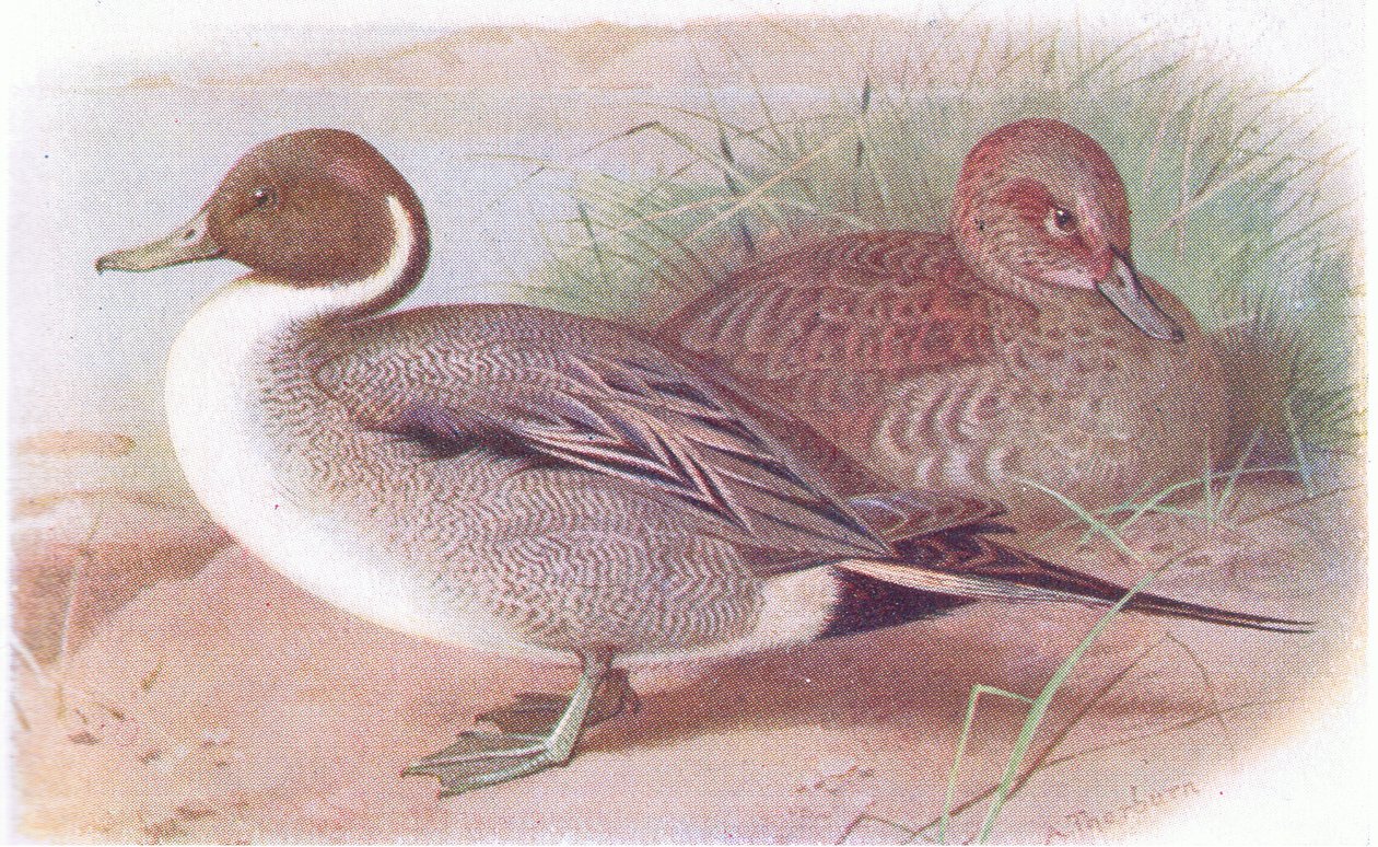 Pintail tekijältä Archibald Thorburn