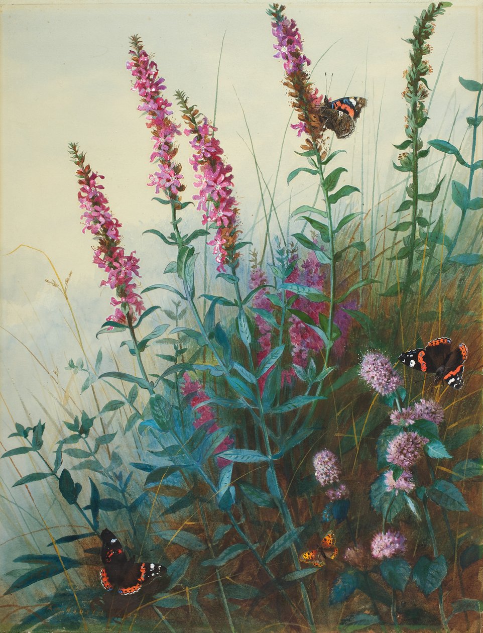 Purple Loosestrife ja Watermint, n. 1910-20 tekijältä Archibald Thorburn