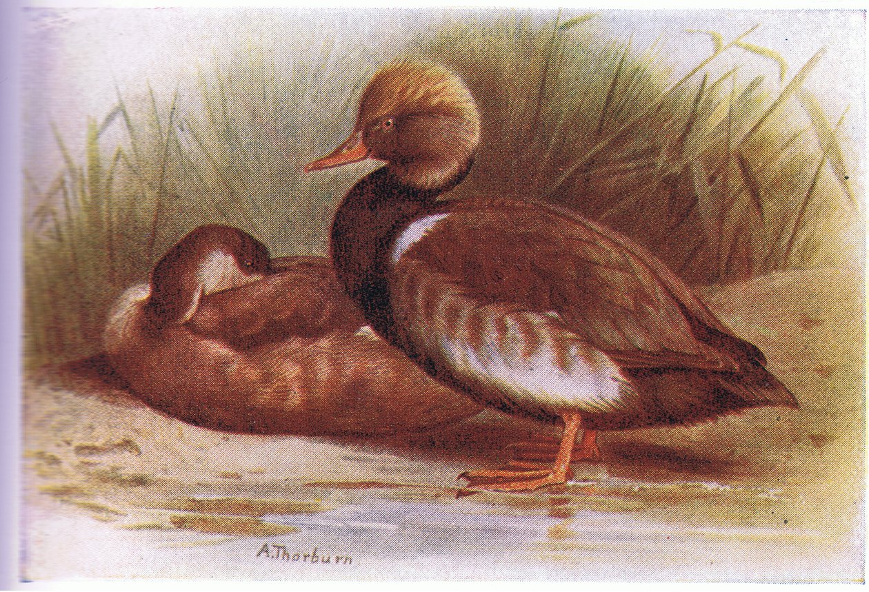 Red Crested Pochard tekijältä Archibald Thorburn