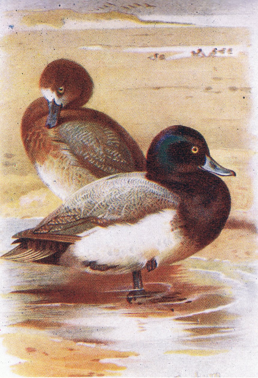 Scaup tekijältä Archibald Thorburn