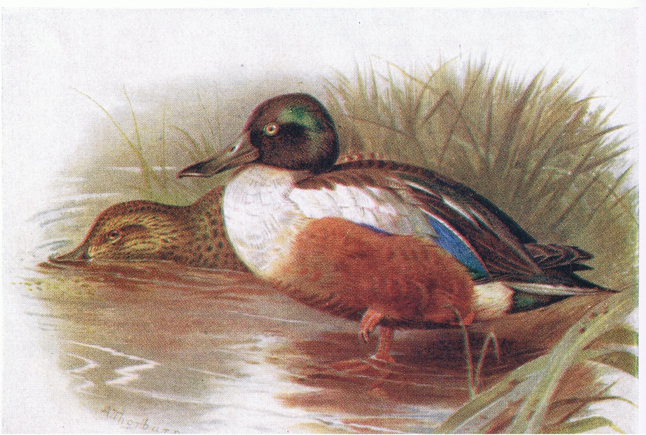 Shoveller tekijältä Archibald Thorburn