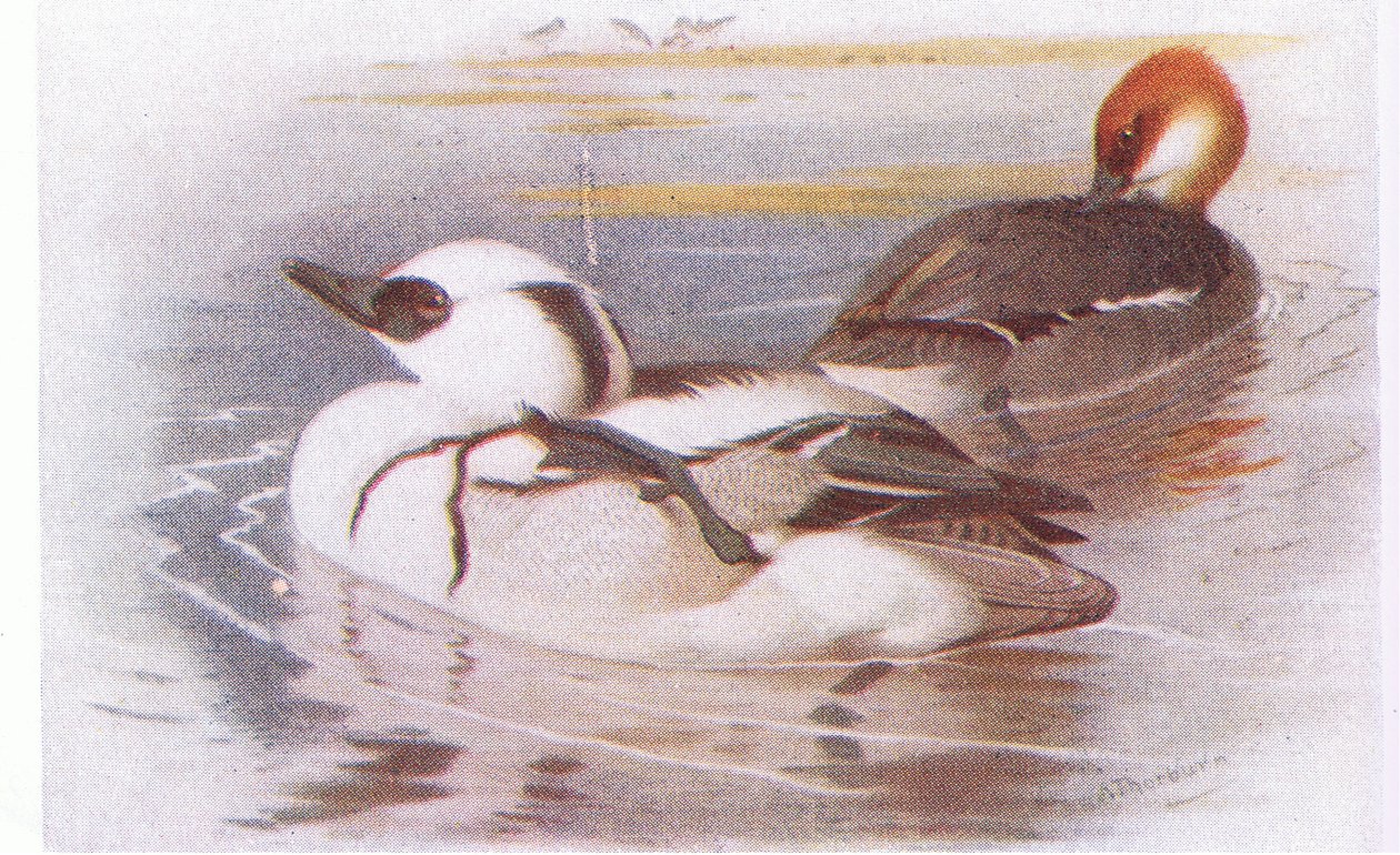 Smew tekijältä Archibald Thorburn