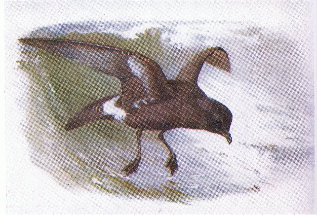 Myrskylintu tekijältä Archibald Thorburn