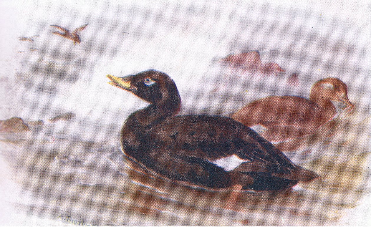 Velvet Scoter tekijältä Archibald Thorburn