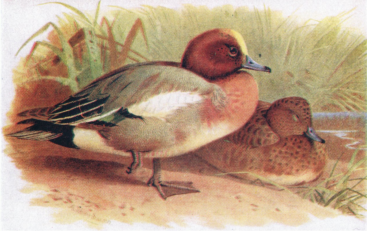Wigeon tekijältä Archibald Thorburn