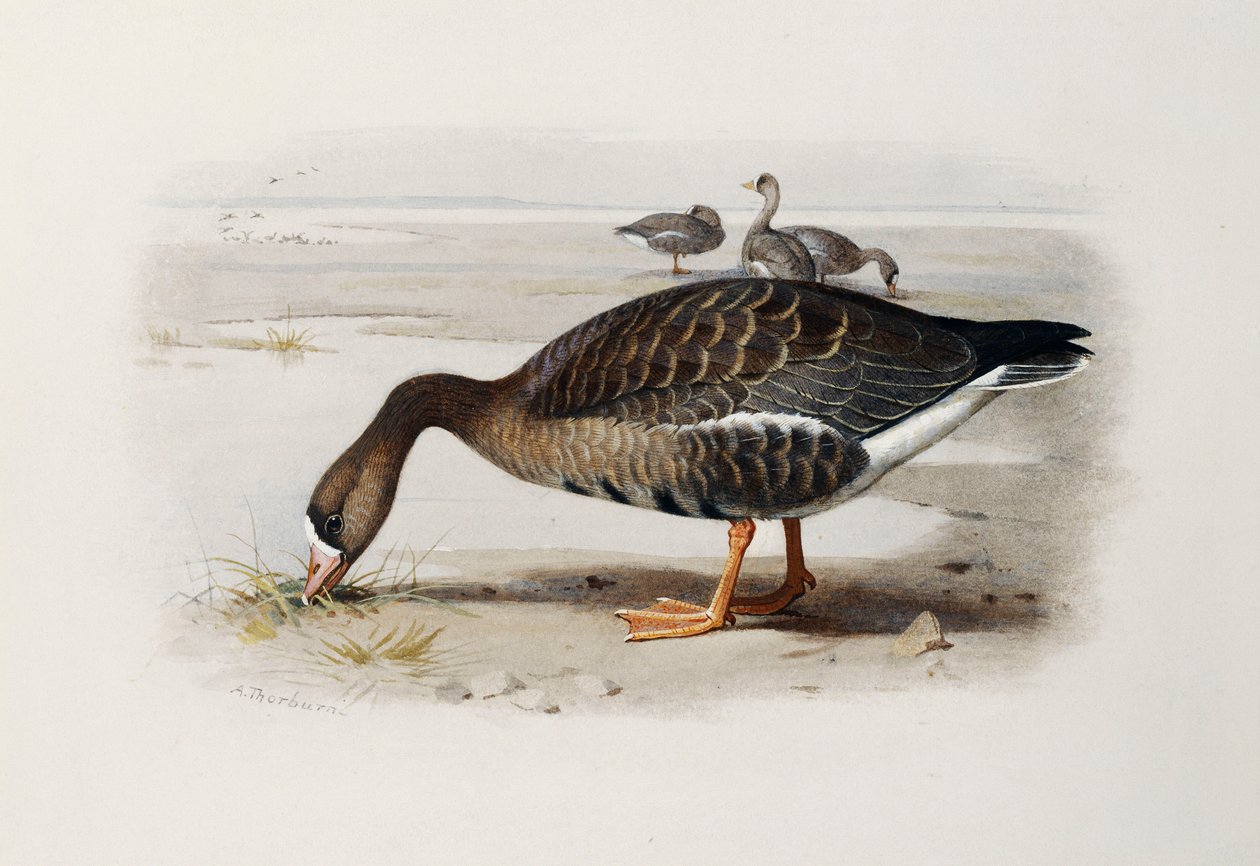 Valkohanhi tekijältä Archibald Thorburn