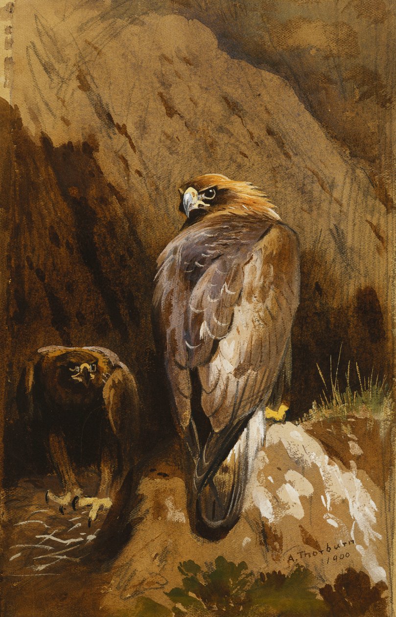 Golden Eagles at Their Eyrie tekijältä Archibald Thorburn