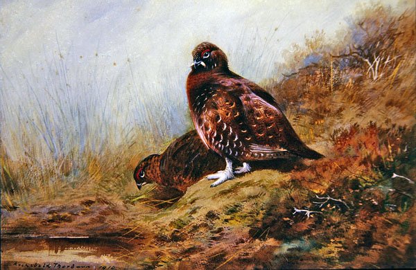 Grouse tekijältä Archibald Thorburn