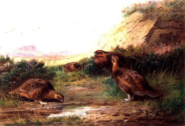 Teeri maisemassa (guassi) tekijältä Archibald Thorburn