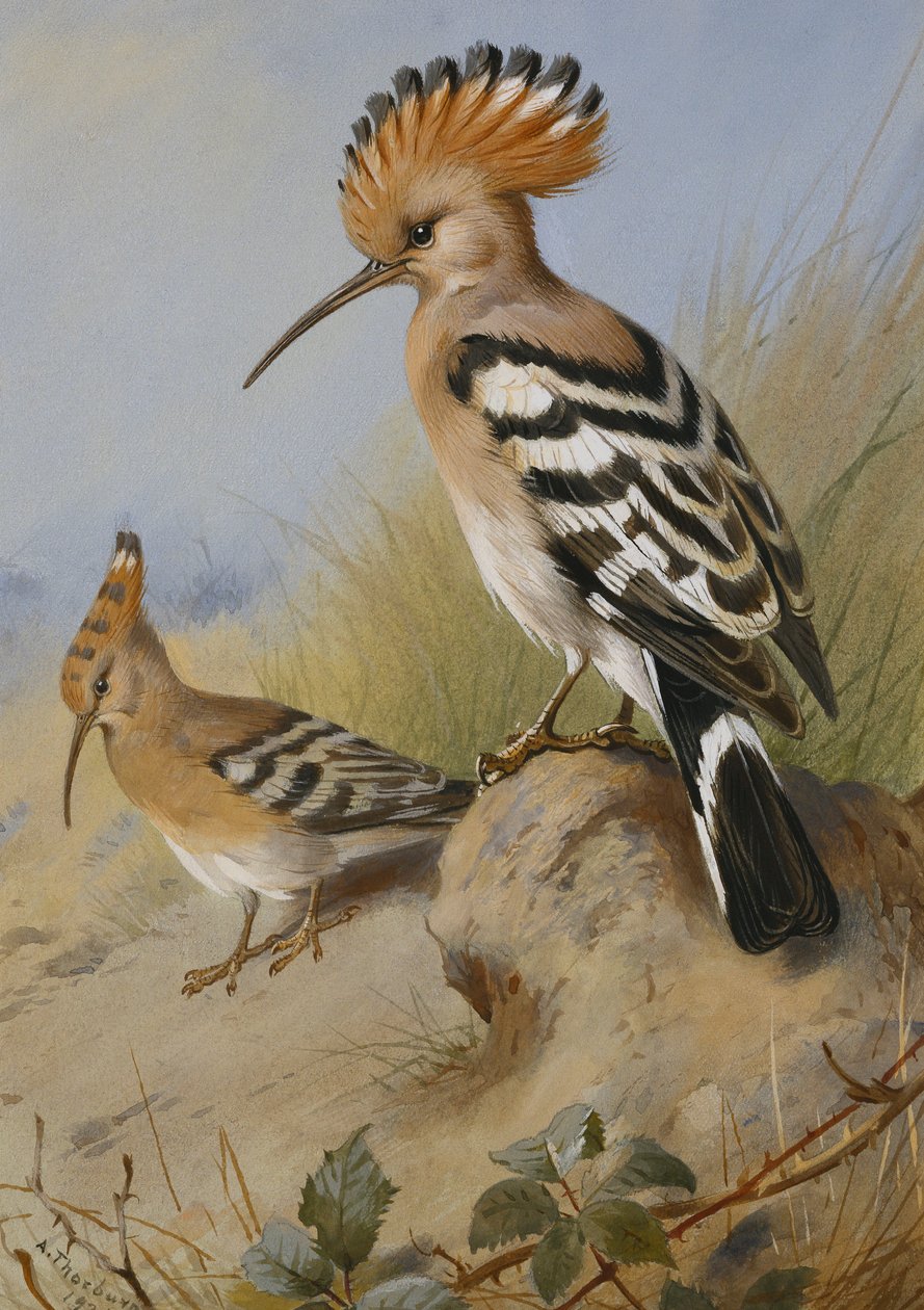 Hoopoes tekijältä Archibald Thorburn
