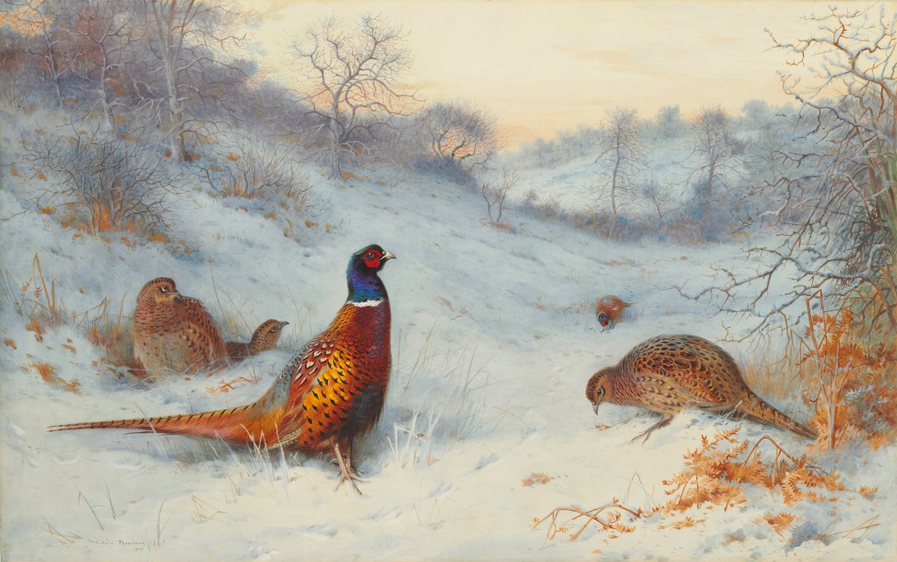 Fasaani lumessa tekijältä Archibald Thorburn