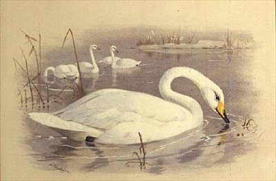 Joutsenet veden päällä tekijältä Archibald Thorburn