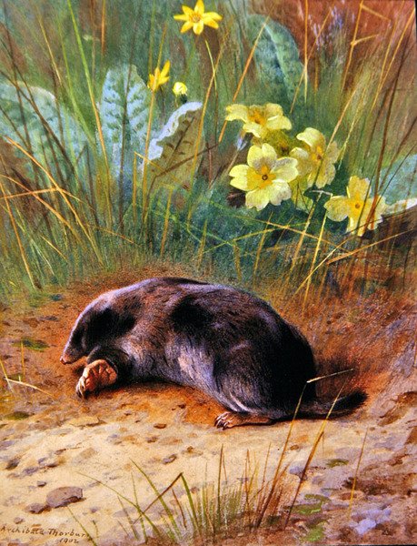 Tavallinen myyrä tekijältä Archibald Thorburn