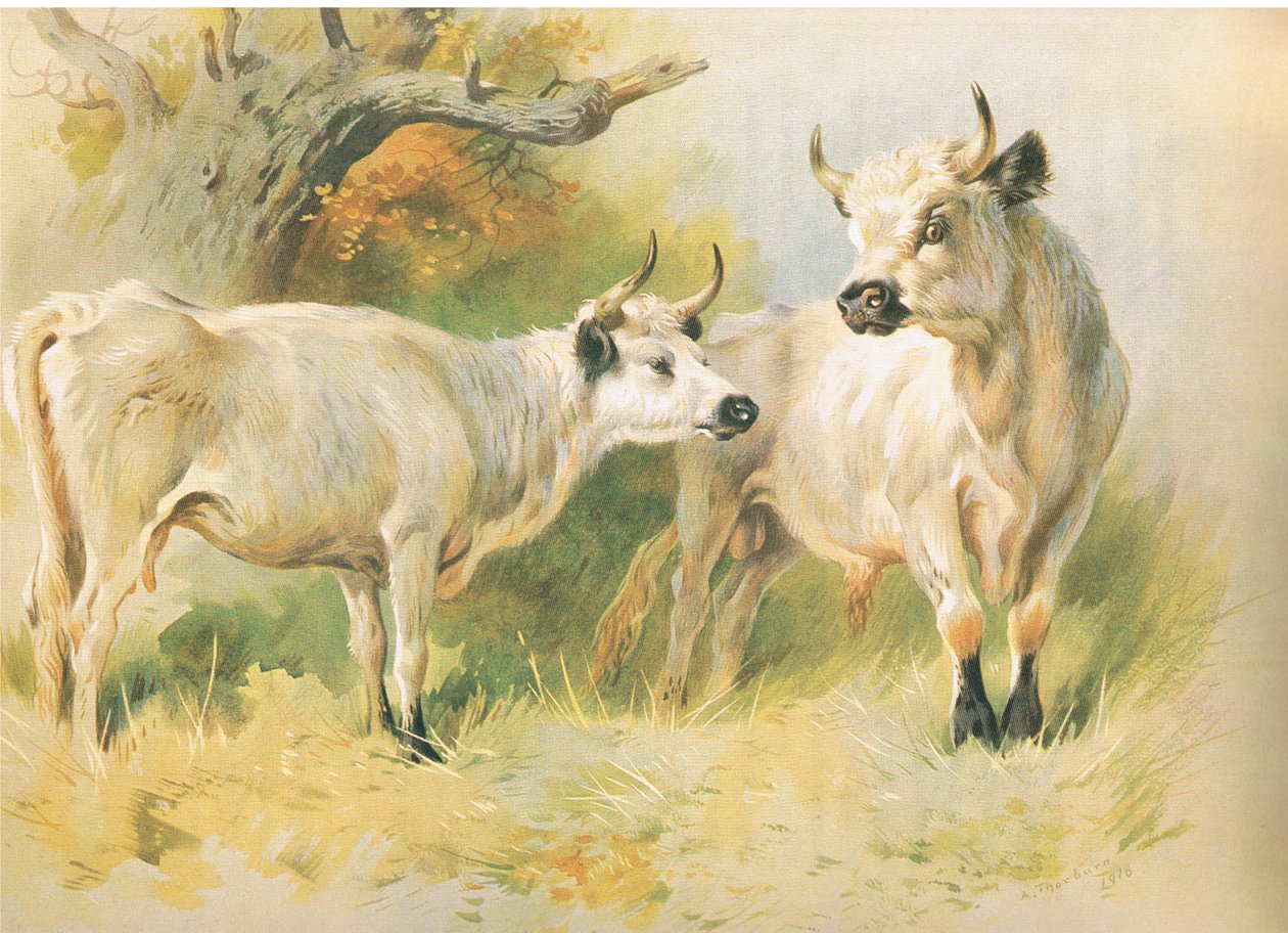 Villi karja tekijältä Archibald Thorburn