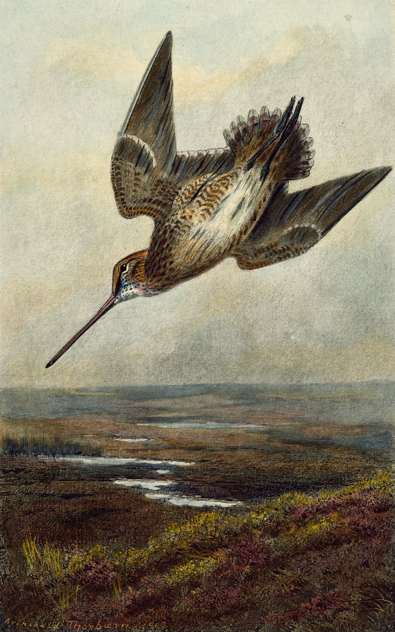 Lehtokurppa tekijältä Archibald Thorburn