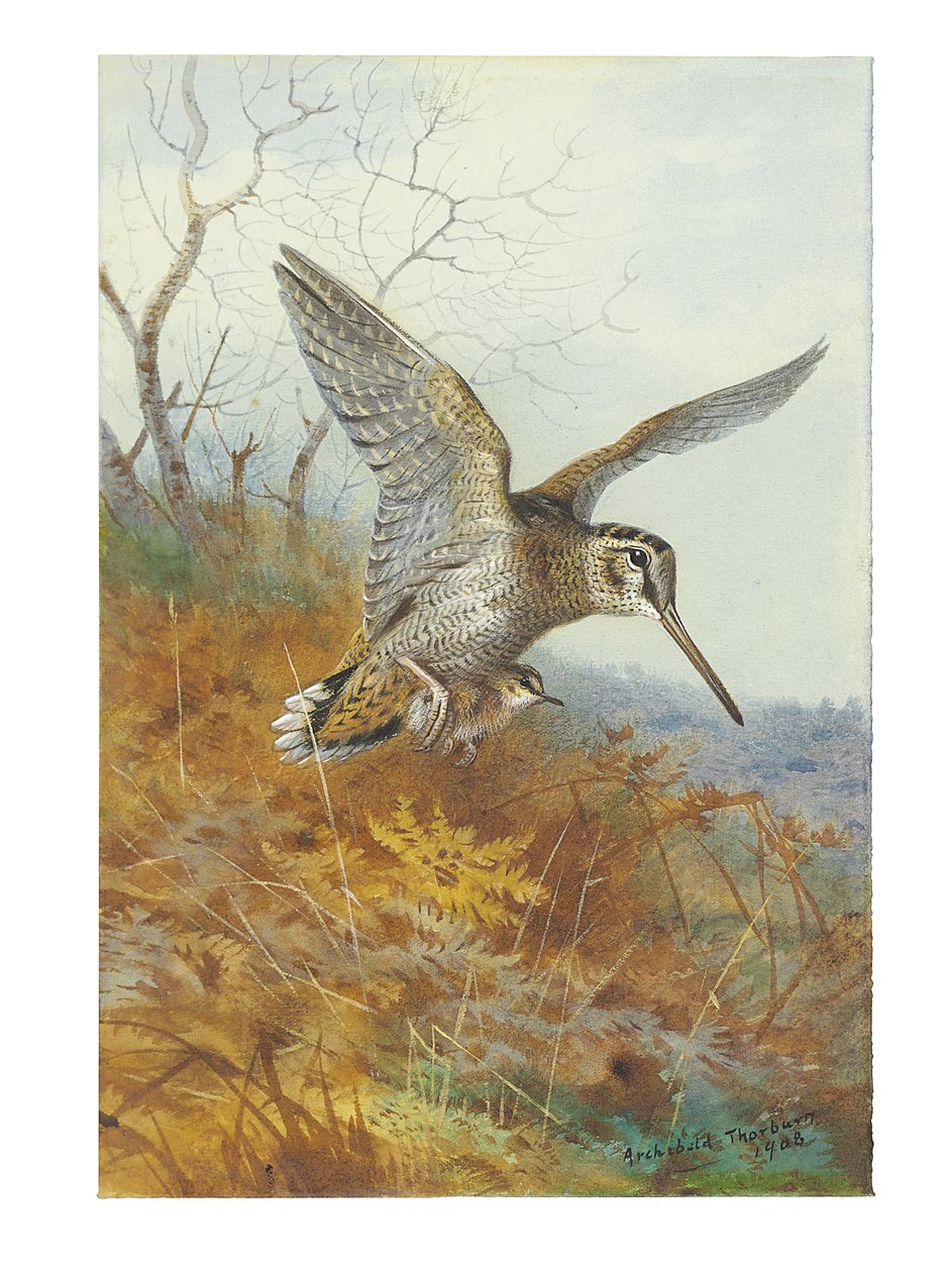 Woodcock ja Young tekijältä Archibald Thorburn